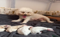 Poochon dogs for sale: x3 Poochon Girls Available (price negotiable) - Image 6