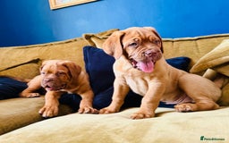 Dogue De Bordeaux dogs for sale: Ready now. KC Registered Dogue de Bordeaux Puppies - Image 2
