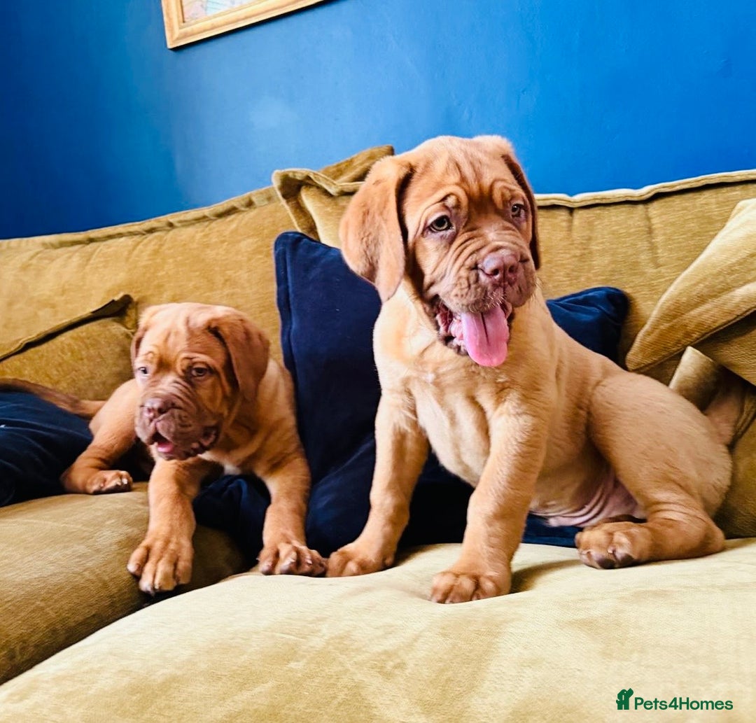 Dogue De Bordeaux dogs for sale: Ready now. KC Registered Dogue de Bordeaux Puppies - Image 2