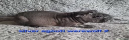 Guinea Pig rodents for sale: 4 male skinny/werewolf pig boars  - Advert 5
