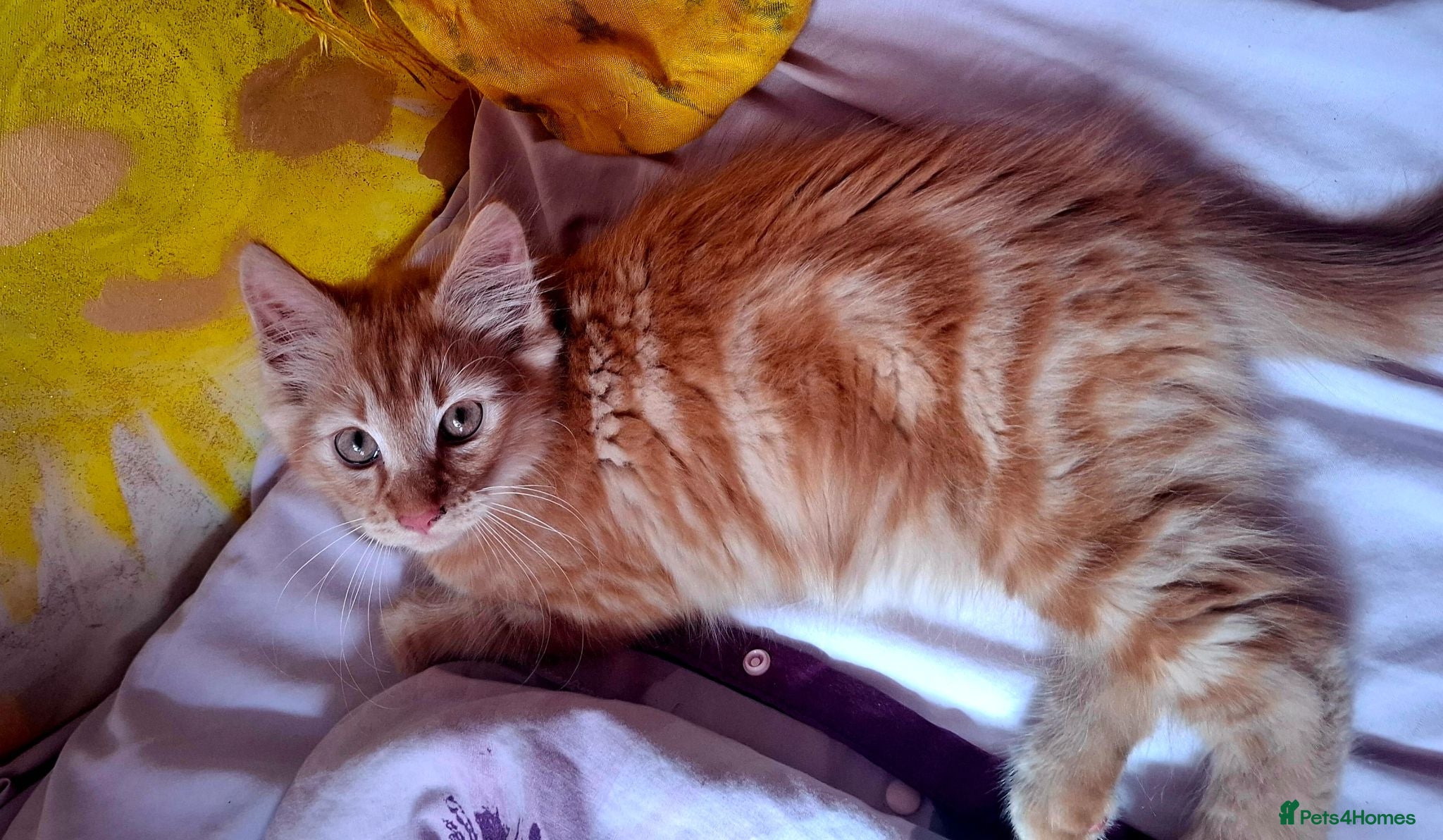 Mixed Breed cats Beautiful Kittens 😻 - Advert 1