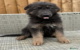 German Shepherd dogs for sale: BIG, CHUNKY German Shepherds! - Image 4