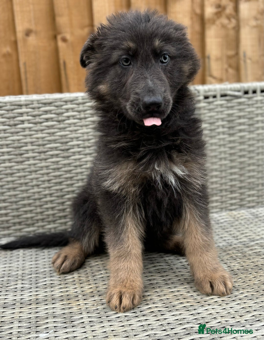 German Shepherd dogs for sale: BIG, CHUNKY German Shepherds! - Image 4