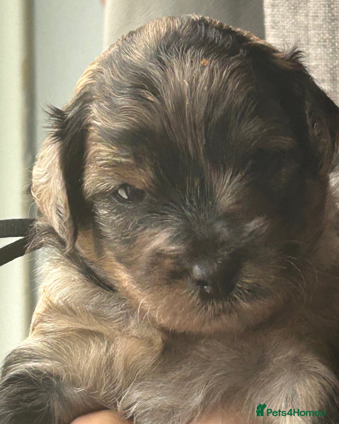 Mixed Breed dogs for sale: Tibetan x Toy Poodle - Image 20
