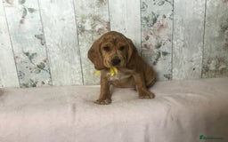 Mixed Breed dogs for sale: Chunky, Lab x Cocker  Fox Red Cockador pups - Image 6