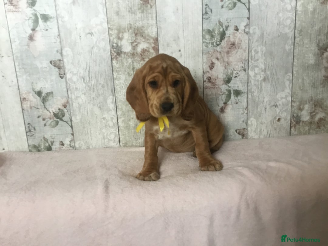 Mixed Breed dogs for sale: Chunky, Lab x Cocker  Fox Red Cockador pups - Image 6