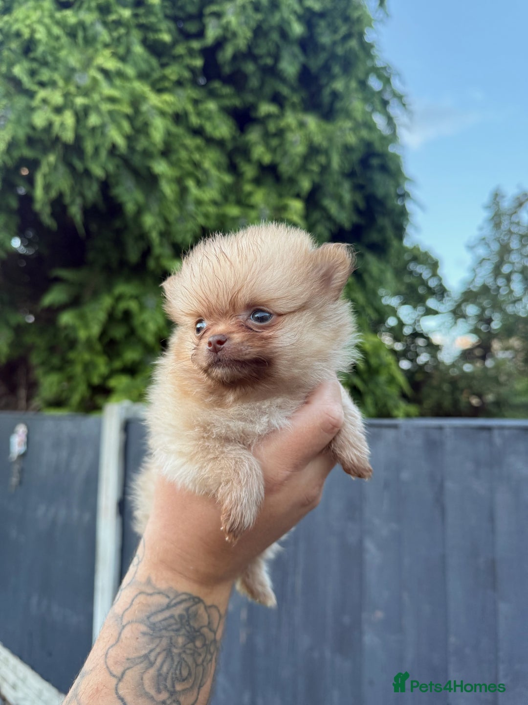Pomeranian dogs for sale: Beautiful Pomeranian’s  - Image 14