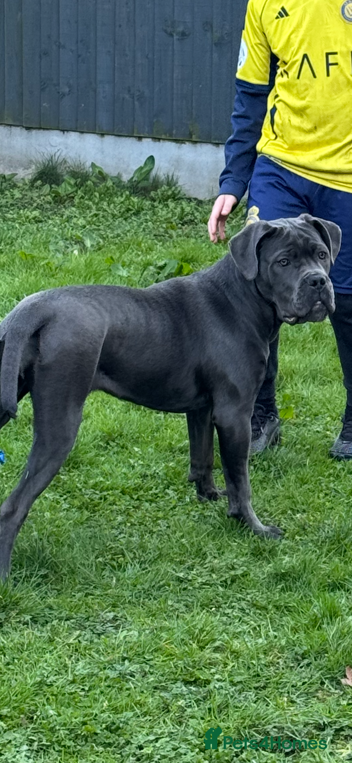 Cane Corso dogs Cane Corso bitch  - Advert 14