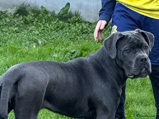 Cane Corso dogs Cane Corso bitch - Advert 4
