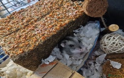 Hamster rodents for sale: STUNNING RUSSIAN HAMSTER 🐹  - Image 5