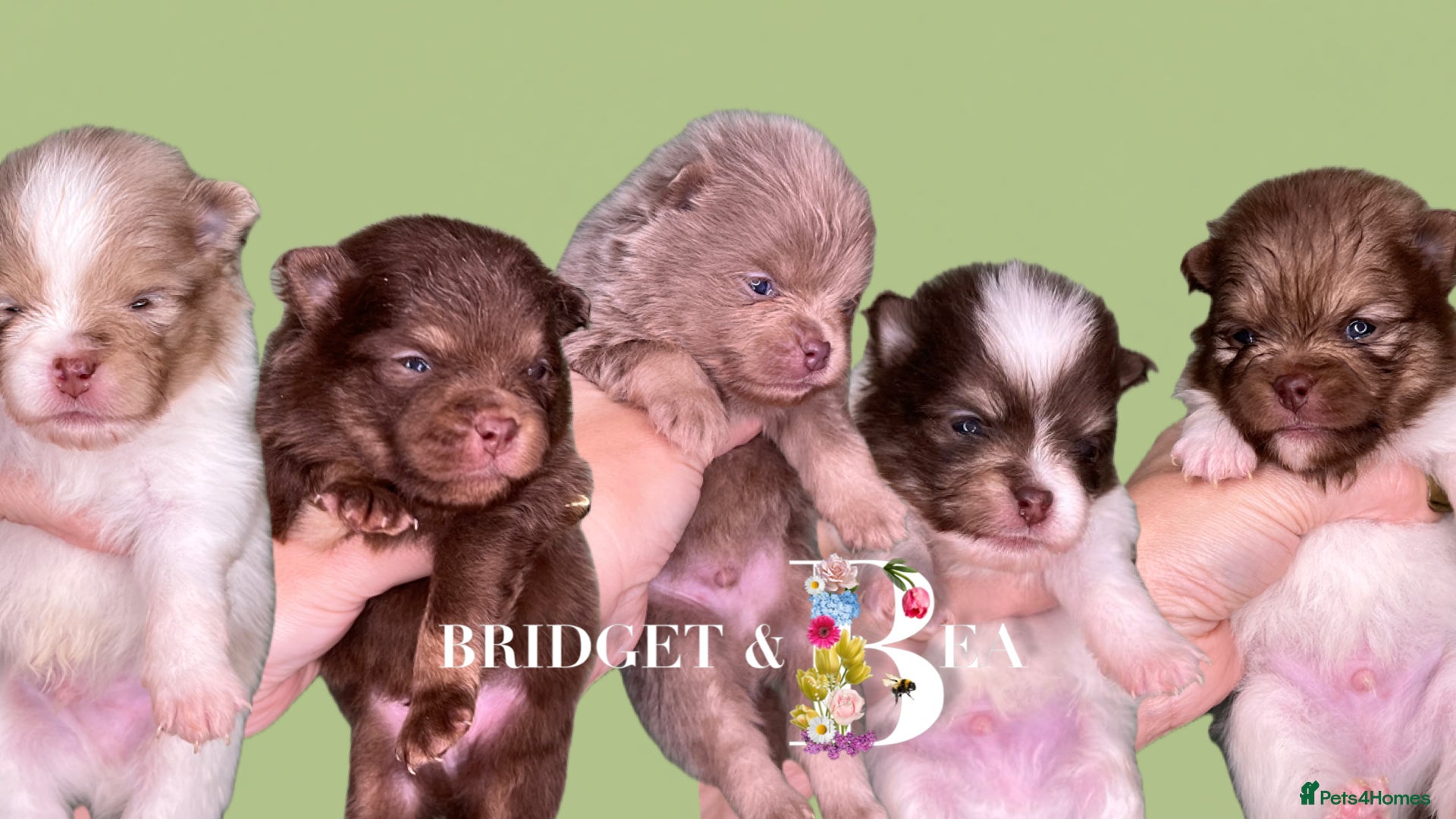 Pomeranian dogs 💛PUPPIES ARRIVED 💛 - Advert 14