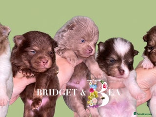 Pomeranian dogs 💛PUPPIES ARRIVED 💛 - Advert 14