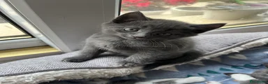 Domestic Shorthair 1