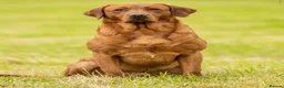 Labrador Retriever dogs for sale: 4th generation - fully health tested - view now - Advert 4