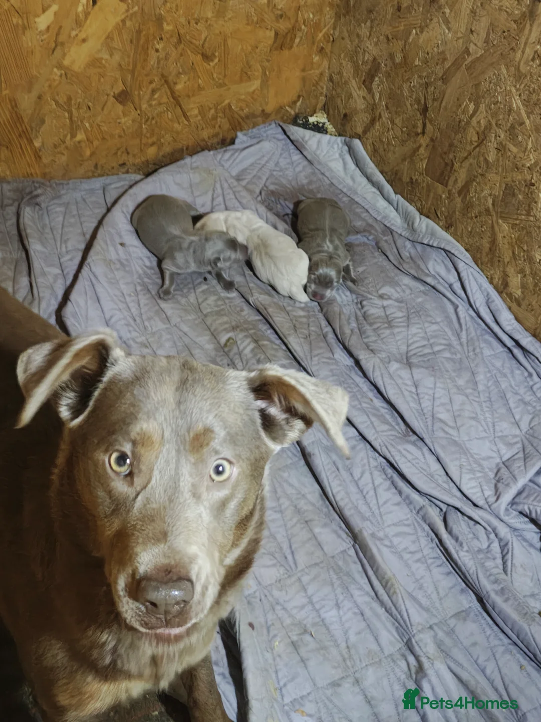 Labrador Retriever dogs for sale: Gorgeous girl Labradors ready this weekend  - Advert 1