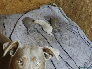 Labrador Retriever dogs Gorgeous girl Labradors ready this weekend - Advert 18