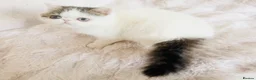 Exotic cats for sale: Extremely rare exotic shorthair kittens  - Advert 9