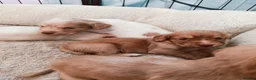 Cocker Spaniel dogs for sale: Beautiful Cocker spaniel puppies  in Driffield - Advert 4