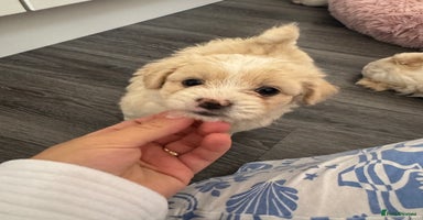 Bichon Frise dogs - Advert 2
