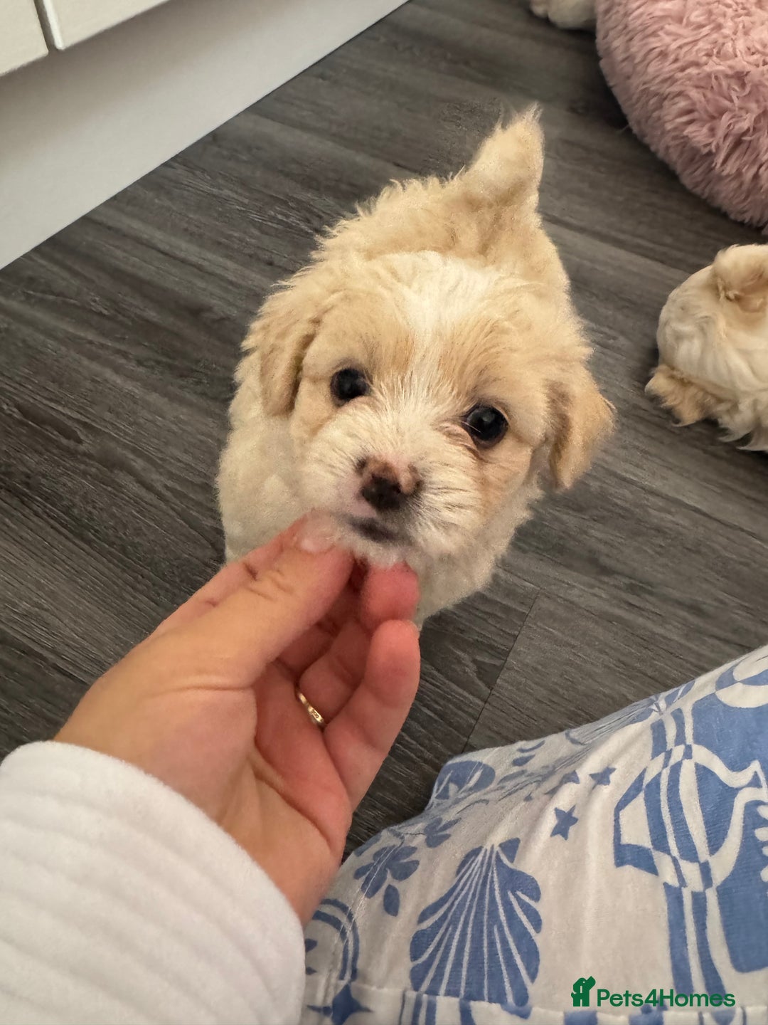 Bichon Frise dogs for sale: 🤍 3 female and 5 male - Image 10