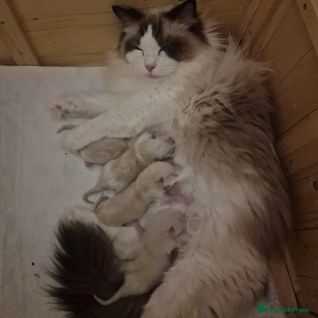 Ragdoll cats for sale: Beautiful Ragdolls  - Advert 8