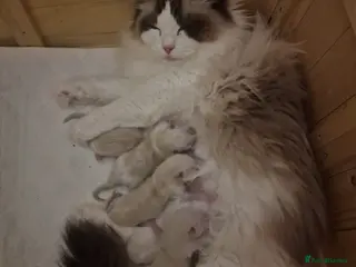 Ragdoll cats Beautiful Ragdolls - Advert 1