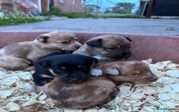 Mixed Breed dogs for sale: Border collie x Australia kelpie pups  - Image 3
