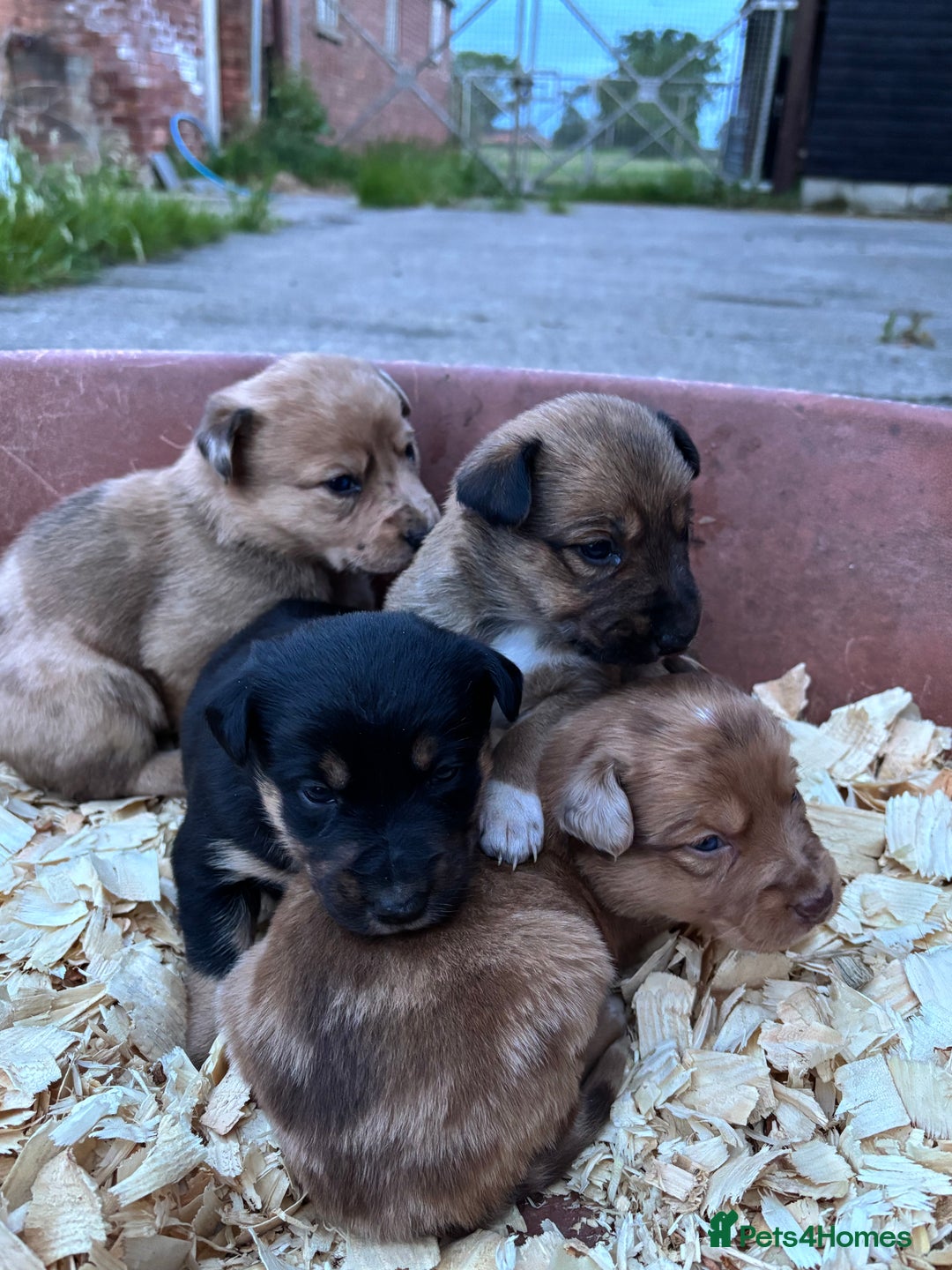 Mixed Breed dogs for sale: Border collie x Australia kelpie pups  - Image 3