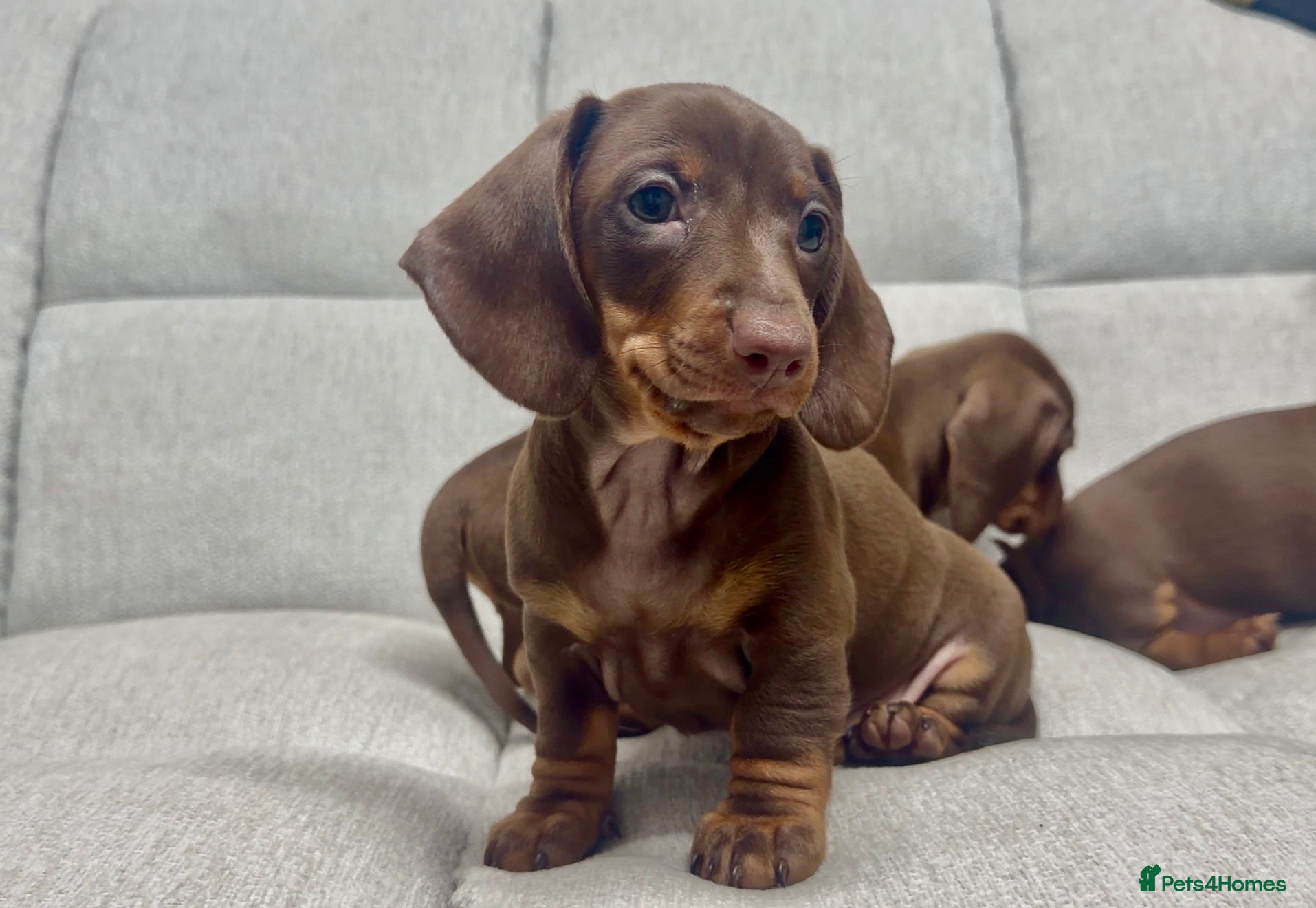 Miniature Dachshund dogs Beautiful litter of miniature dachshunds - Advert 2