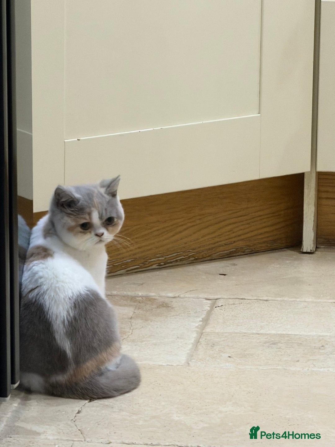 British Shorthair cats for sale: READY NOW - Full Pedigree Registered BSH kittens  - Advert 10