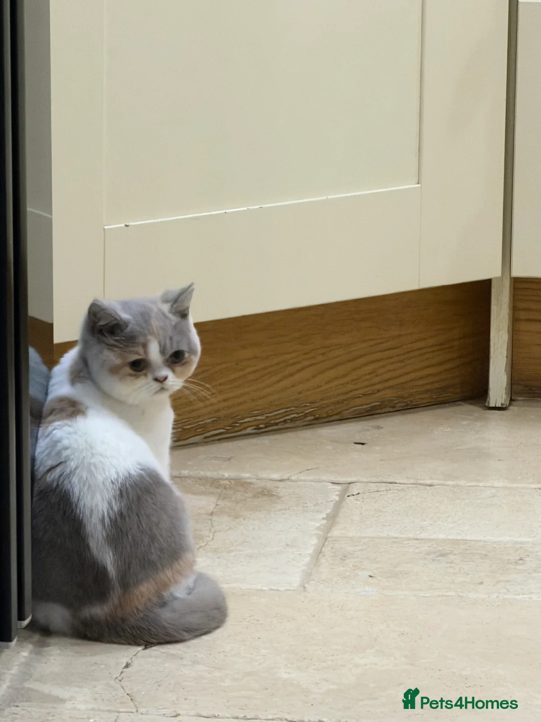 British Shorthair cats for sale: READY NOW - Full Pedigree Registered BSH kittens  - Advert 3