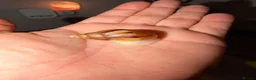 Snails invertebrates for sale: Albino Giant African Land Snails (Achatina Fulica) - Advert 7