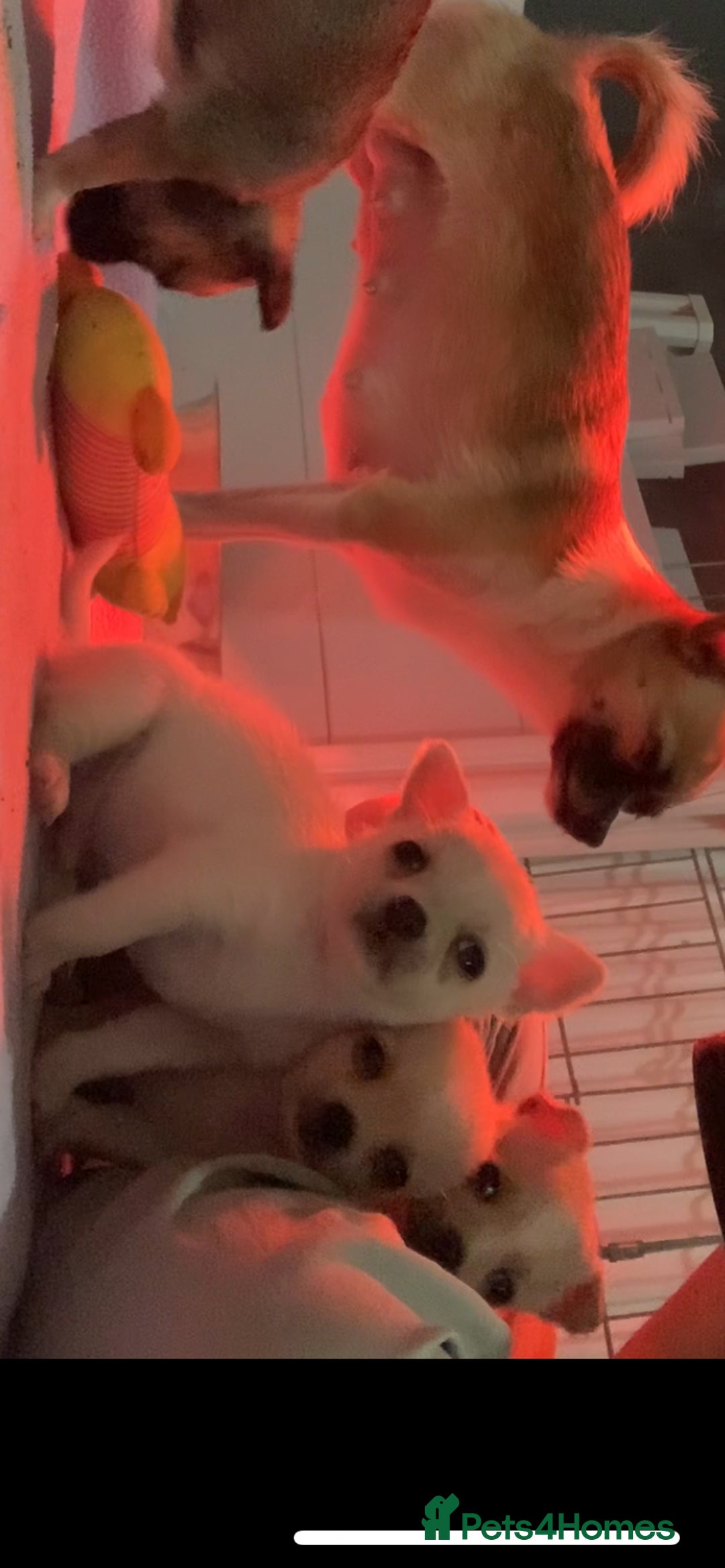 Pomchi dogs for sale: 🐾MALE POMCHI PUPPIES🐾 - Advert 32
