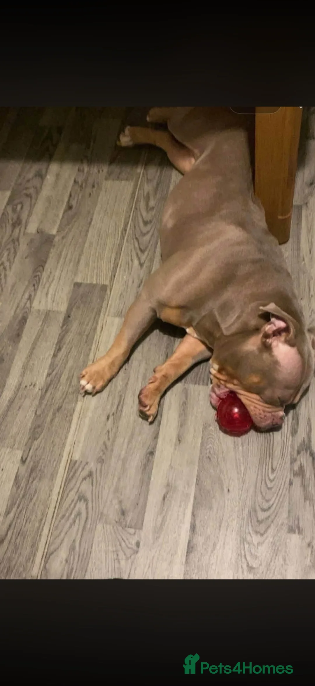 Mixed Breed dogs for sale: Pocket bully / Exotic bully  in Cardiff - Advert 9