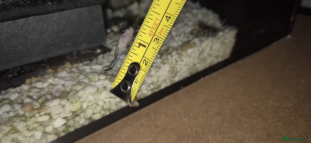 Plecos fish for sale: L046 Zebra Plecos. 1” - Advert 2