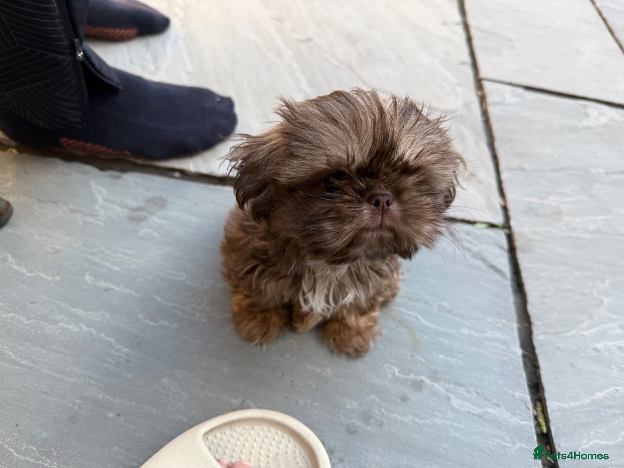 Shih Tzu dogs Imperial Shih Tzu  - Advert 18