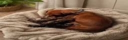 Miniature Dachshund dogs for stud: 🤎 Mr Darcy – Chocolate Dapple Dachshund Stud 🤎 - Advert 3