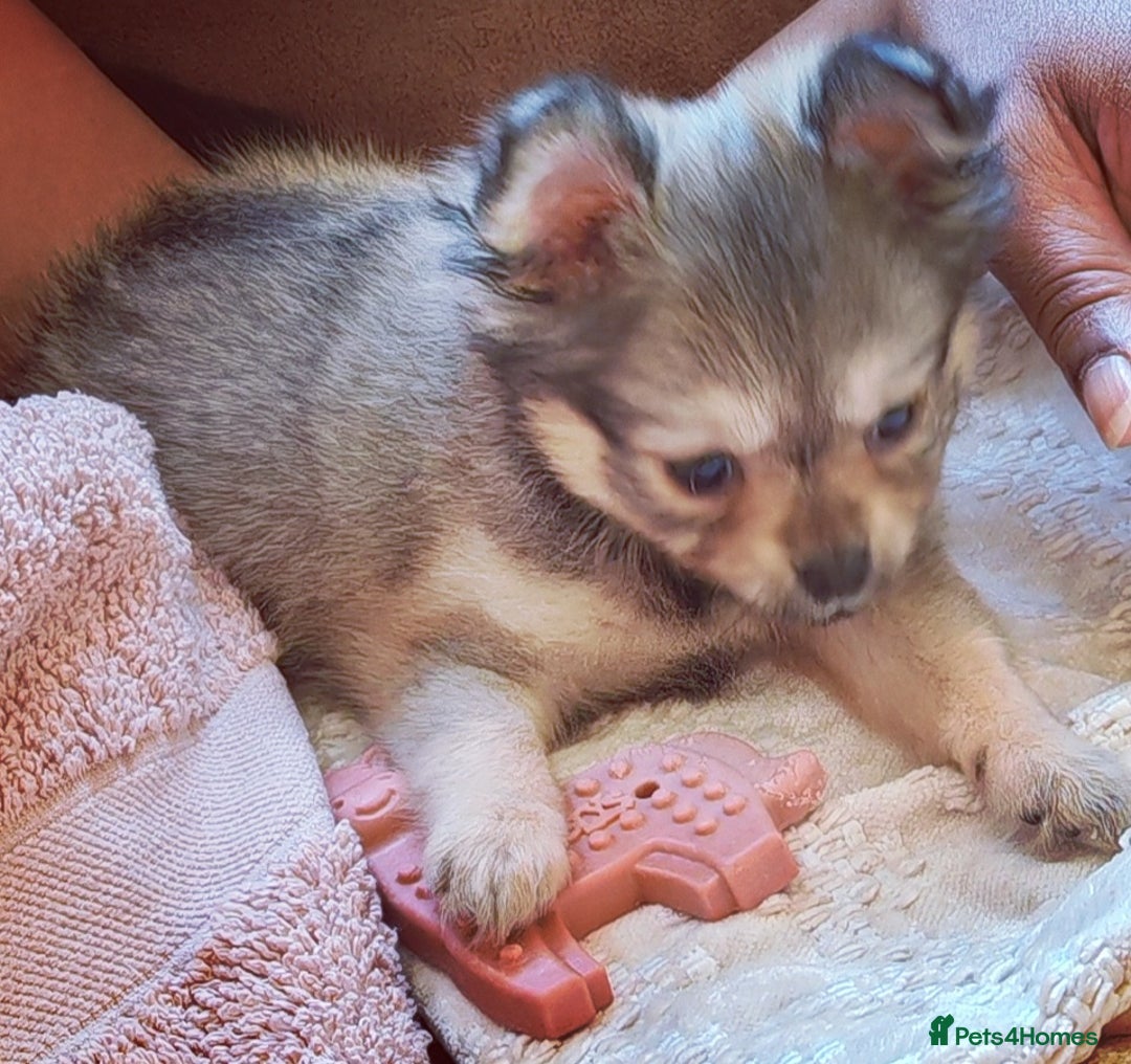 Pomchi dogs for sale: POMCHI - Advert 13