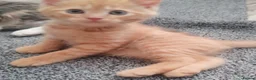 British Shorthair cats for sale: Cute and playful ginger boy  - Advert 9