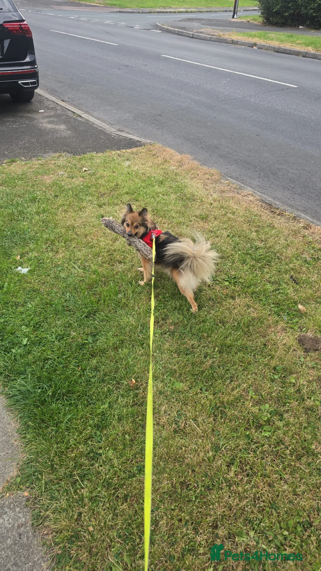 Mixed Breed dogs for sale: Pomeranian in Manchester - Advert 2