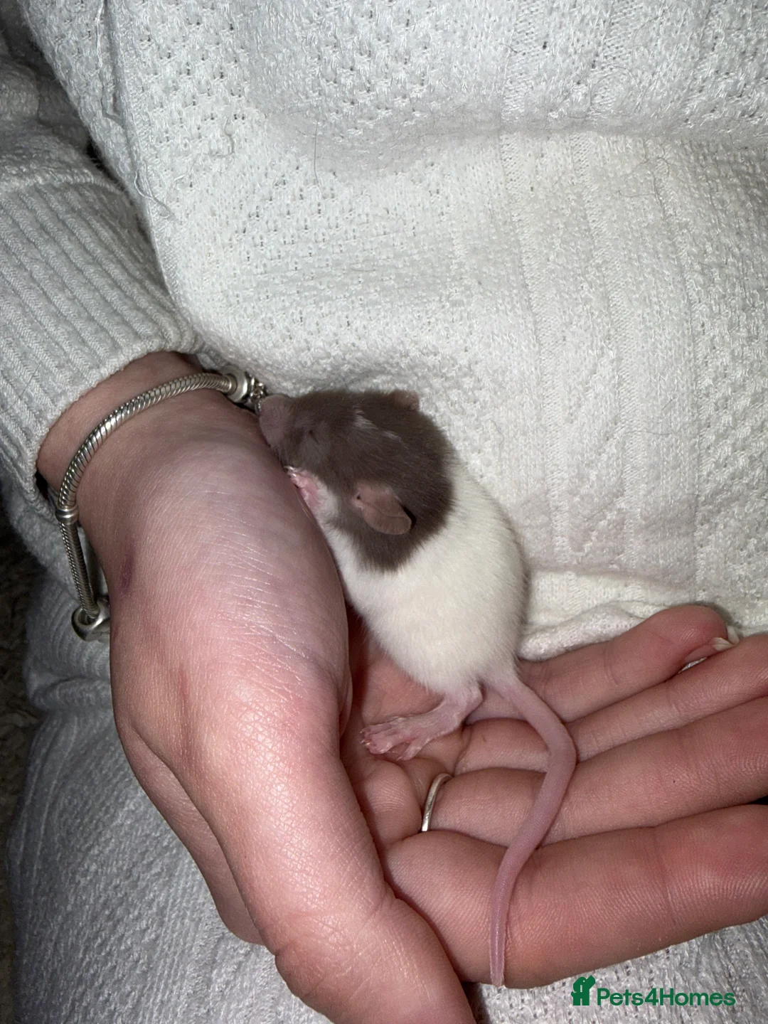 Rat rodents for sale: Baby rats looking for loving homes  - Advert 13