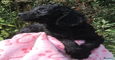 Cockapoo dogs - Advert 4