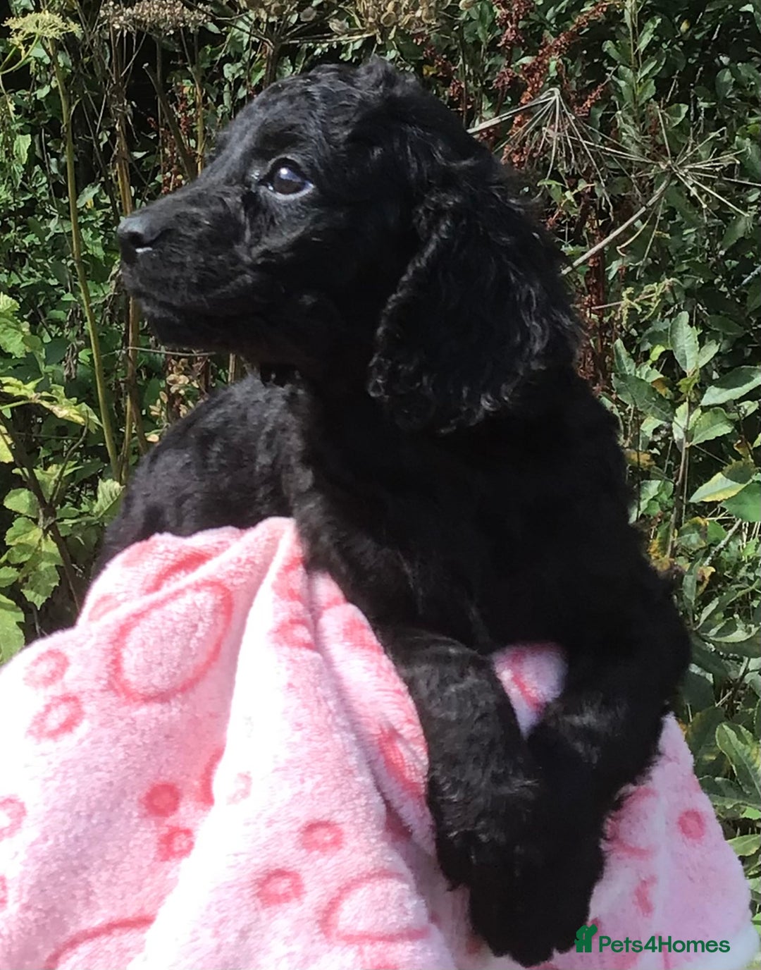 Cockapoo dogs for sale: F2B Cockapoo Puppies - Image 26