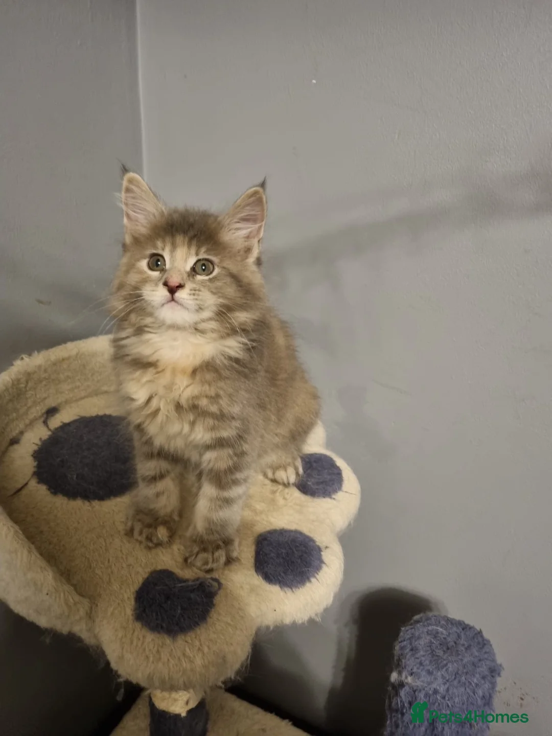 Maine Coon cats for sale: GCCF Regestered Maine Coon Kittens - Advert 2