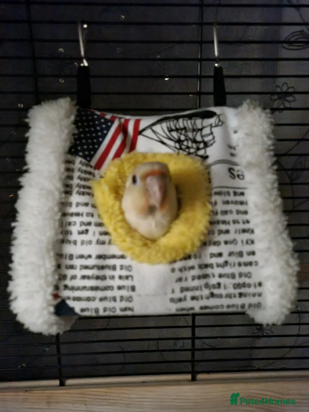 Conures birds for sale: Rare moon cheek conure  - Advert 5