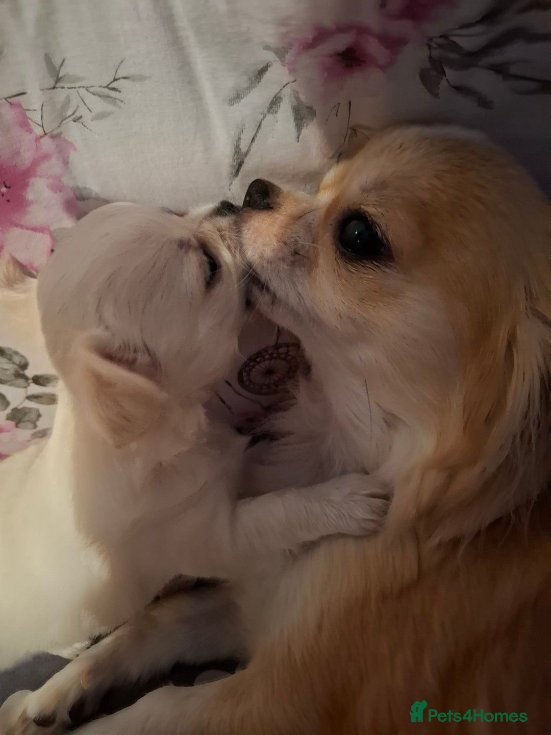 Chihuahua dogs for sale: Gorgeous Chihuahua puppies ❤️👑❤️ Bristol  - Advert 13