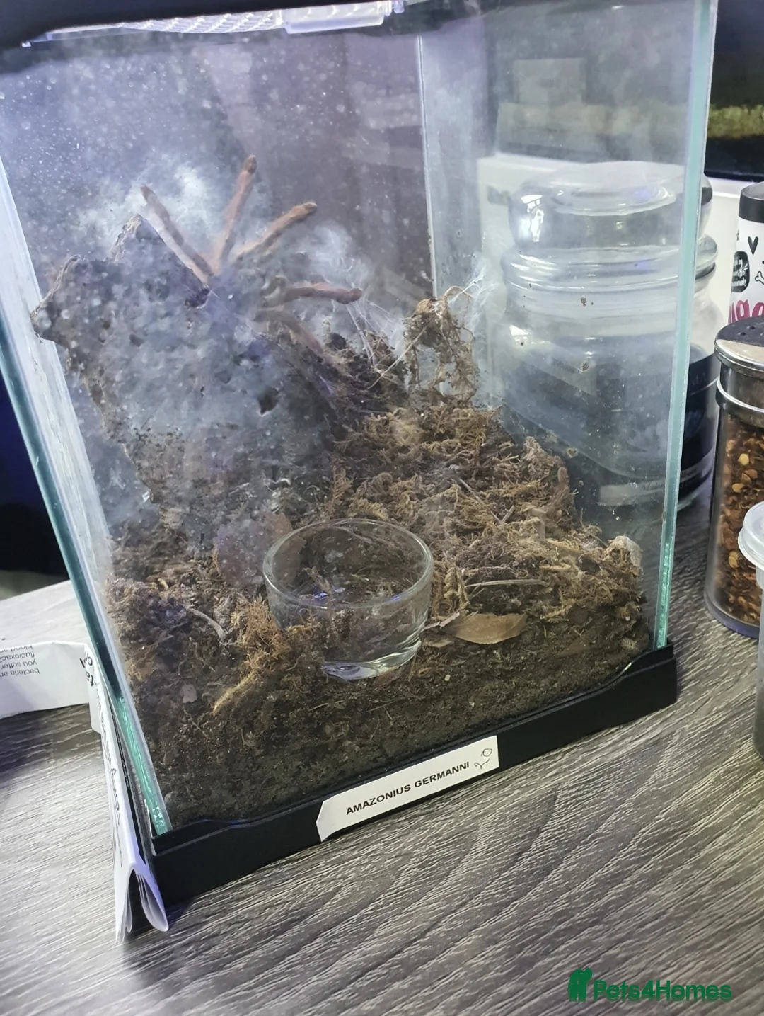 Tarantulas invertebrates for sale: Various Tarantulas for sale or trades! - Advert 2