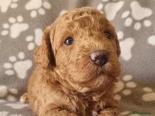 Maltipoo dogs Beautiful Maltipoo puppies,seeking furever home 🐾 - Advert 5