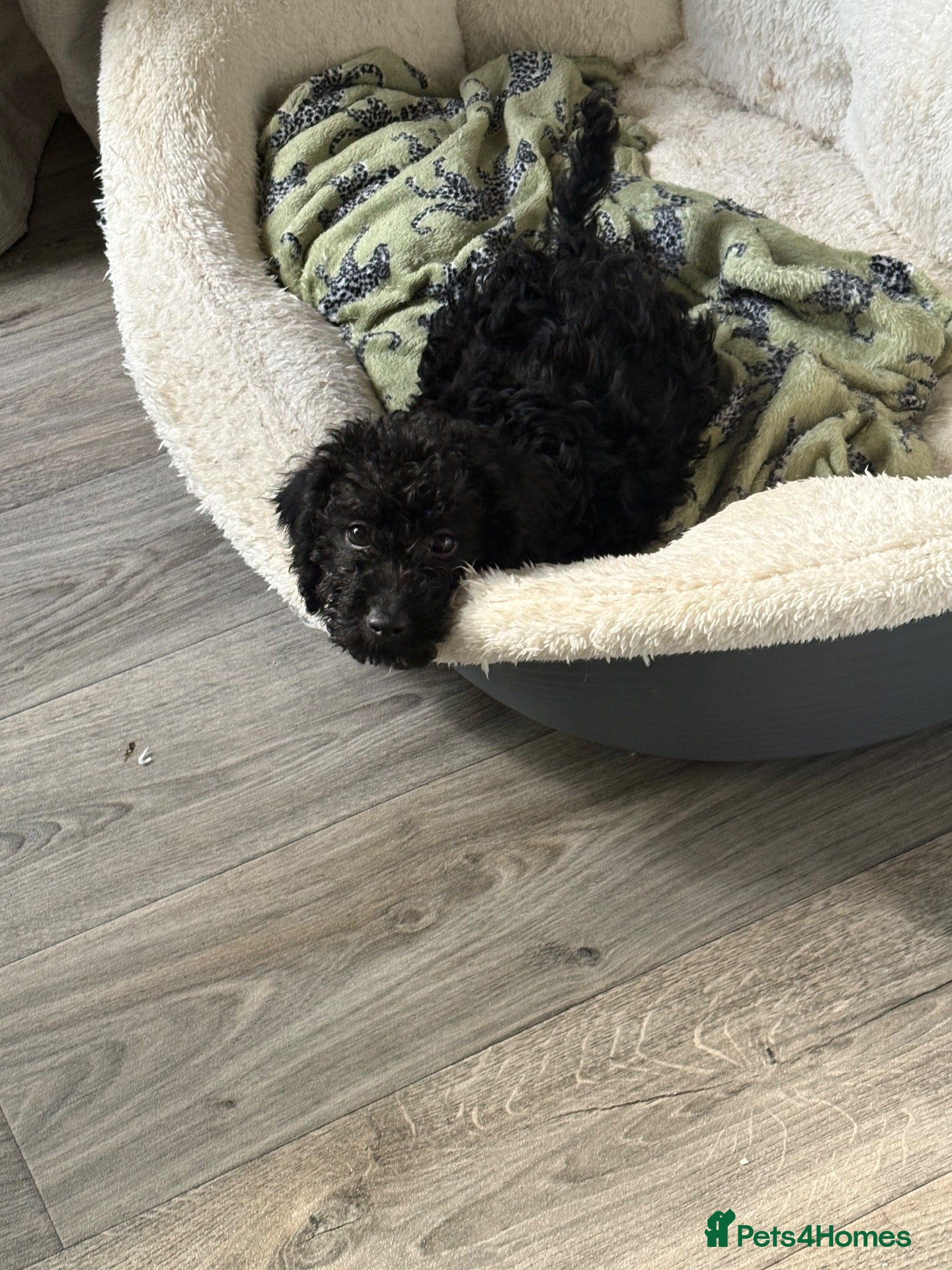 Doxiepoo dogs Doxiepoo puppies  - Advert 1