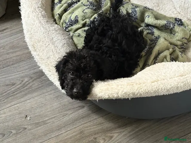 Doxiepoo dogs Doxiepoo puppies - Advert 1